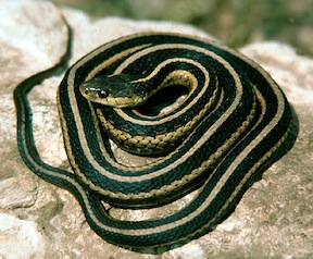 e_gartersnake